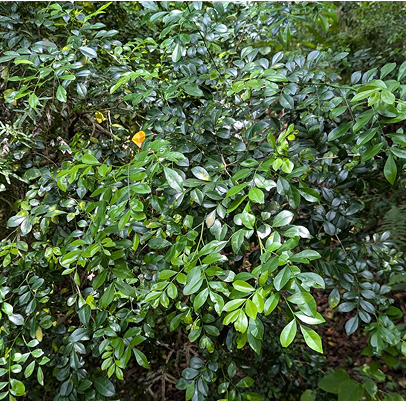 月橘 Murraya paniculata